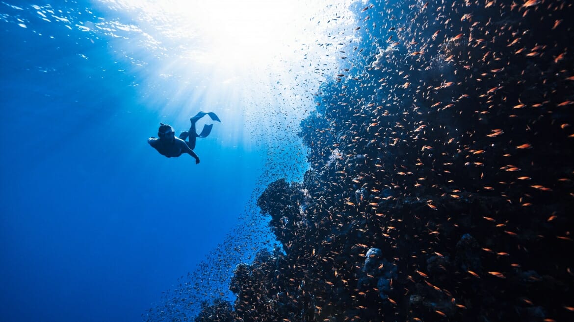 diver and school of fish